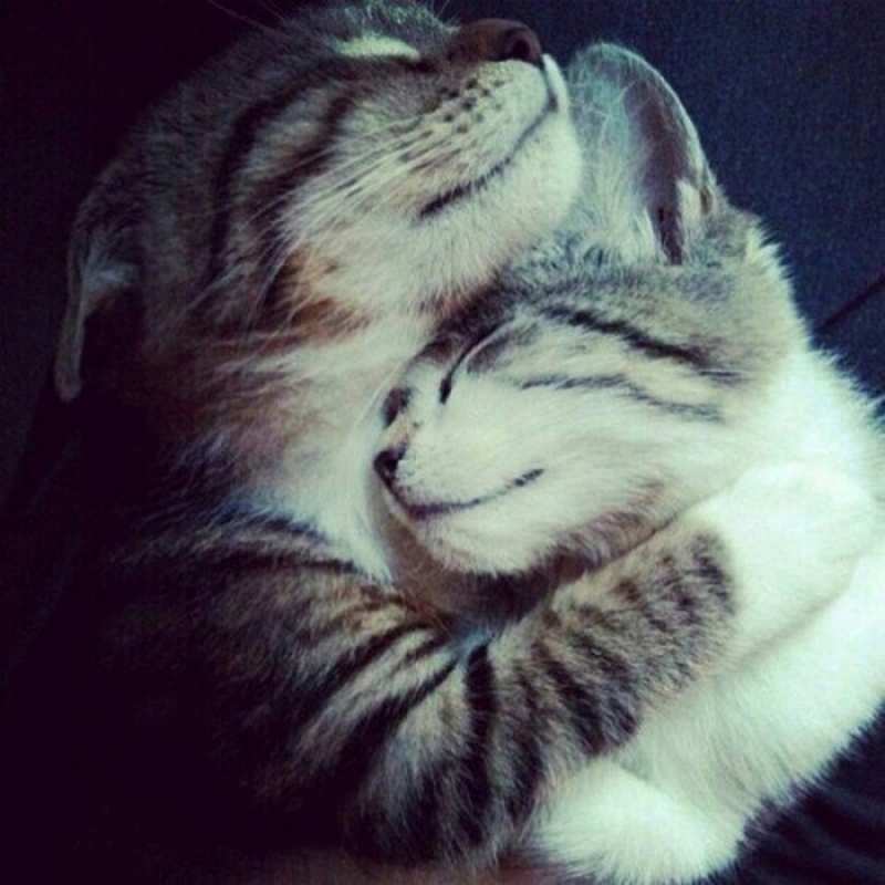 Открытка коты обнимаются  полосатики  I want to hug you 