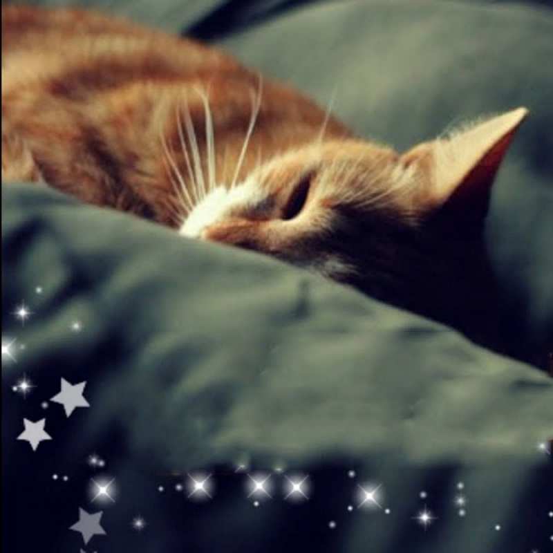 Открытка рыжий кот спит  кроватка  Good night 