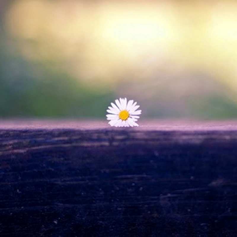 Открытка я тут одна как этот цветок  приходи в гости  I miss you 