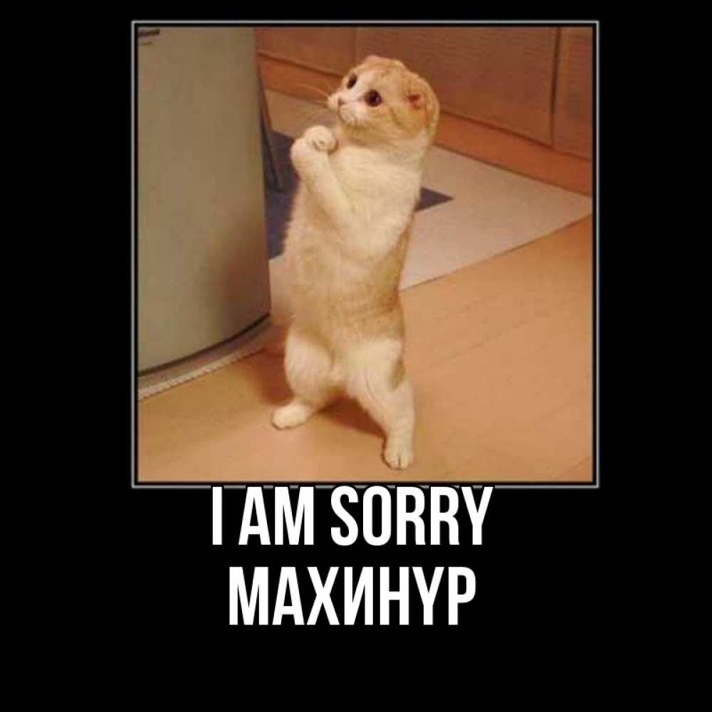 Greetings card с именем, МАХИНҮР I am sorry открытка с милым несчастным котиком просящим прощения Greetings with text for free download 