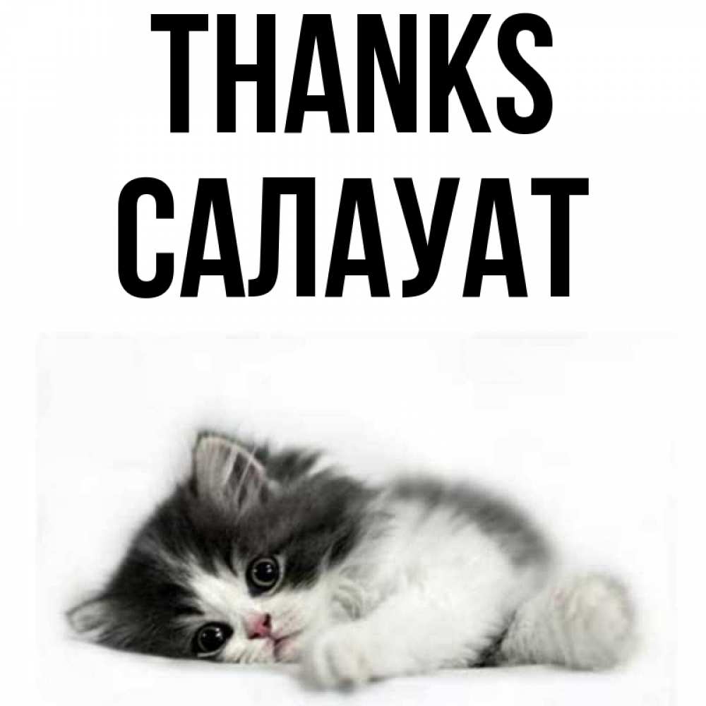 Greetings card с именем, САЛАУАТ Thanks черный и белый кот Greetings with text for free download 