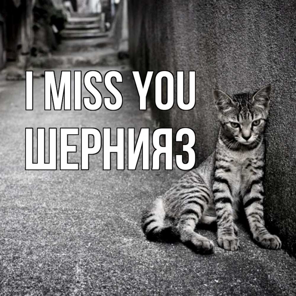 Greetings card с именем, ШЕРНИЯЗ I miss you одиноко котику Greetings with text for free download 