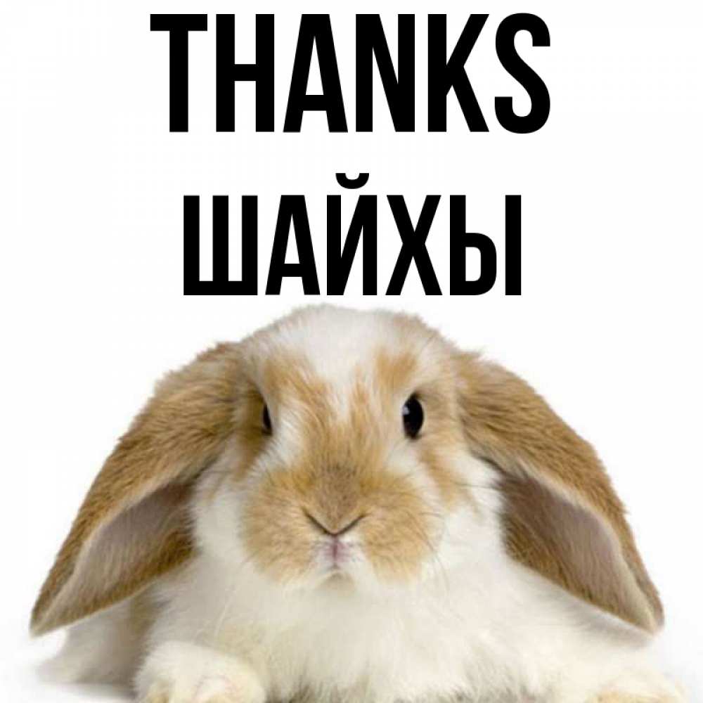Greetings card с именем, ШАЙХЫ Thanks коричнево белый заяц Greetings with text for free download 