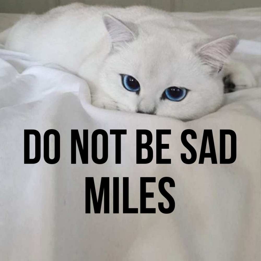 Greetings card с именем, Miles Do not be sad Голубоглазая кошка Greetings with text for free download 