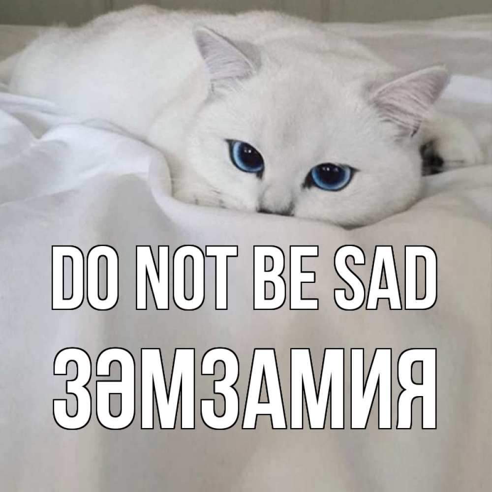 Greetings card с именем, ЗӘМЗАМИЯ Do not be sad белый кот с голубыми глазами на белоснежной кровати Greetings with text for free download 