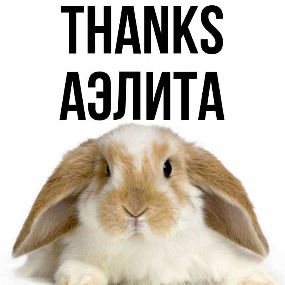 Greetings card с именем, Аэлита Thanks коричнево белый заяц Greetings with text for free download 