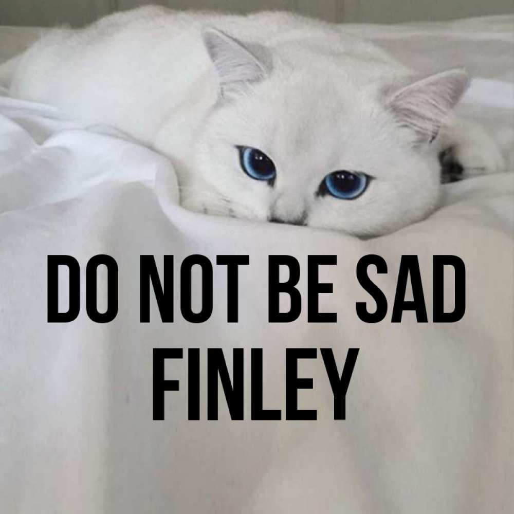Greetings card с именем, Finley Do not be sad Голубоглазая кошка Greetings with text for free download 