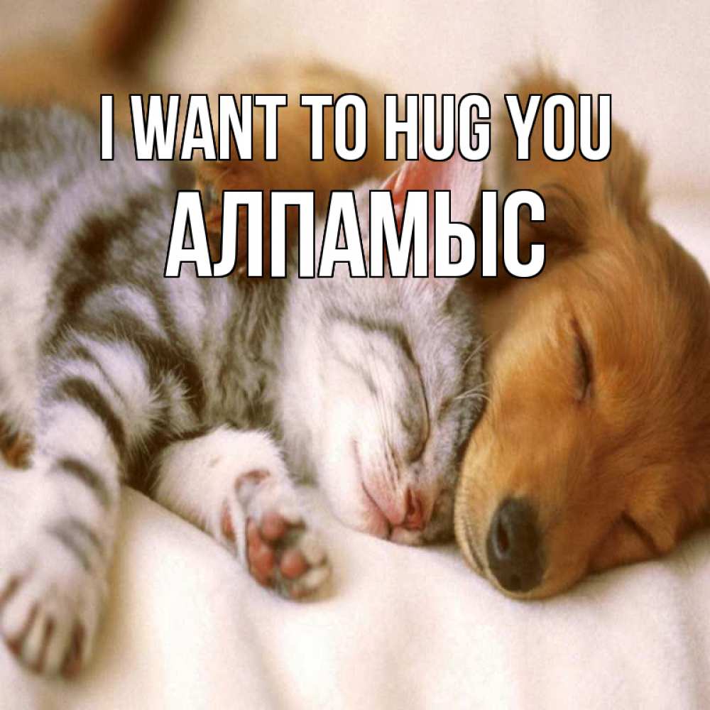Greetings card с именем, Алпамыс I want to hug you пес и котенок Greetings with text for free download 
