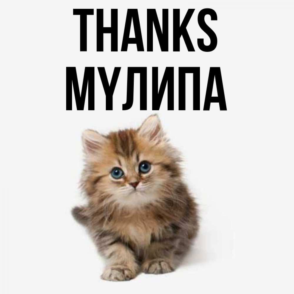 Greetings card с именем, МҮЛИПА Thanks пушистый котик Greetings with text for free download 