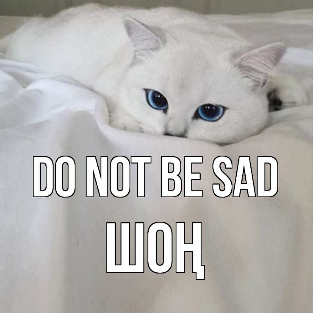 Greetings card с именем, ШОҢ Do not be sad белый кот с голубыми глазами на белоснежной кровати Greetings with text for free download 