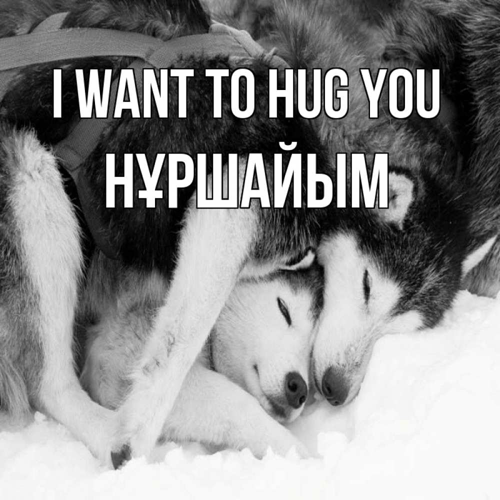 Greetings card с именем, НҰРШАЙЫМ I want to hug you собачки в упряжке Greetings with text for free download 