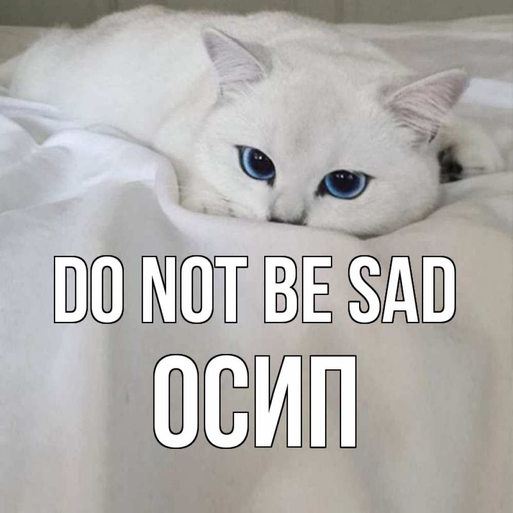 Greetings card с именем, Осип Do not be sad белый кот с голубыми глазами на белоснежной кровати Greetings with text for free download 