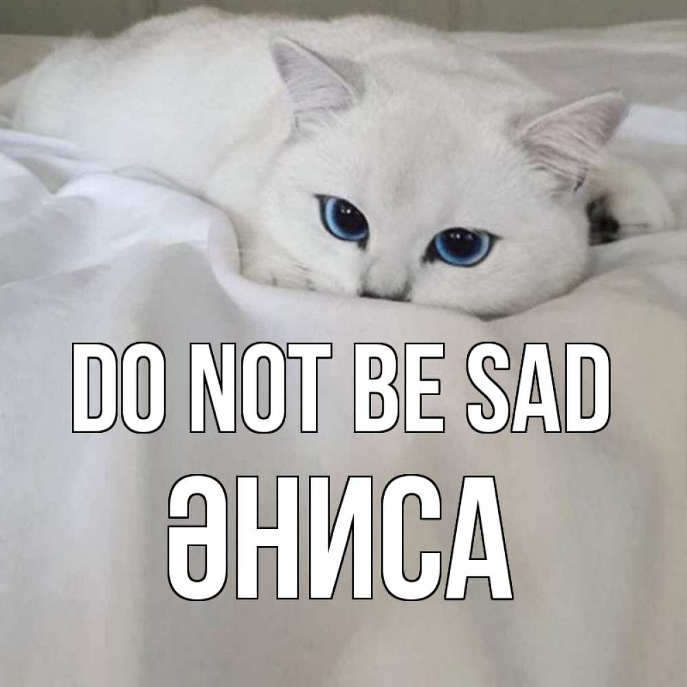 Greetings card с именем, ӘНИСА Do not be sad белый кот с голубыми глазами на белоснежной кровати Greetings with text for free download 