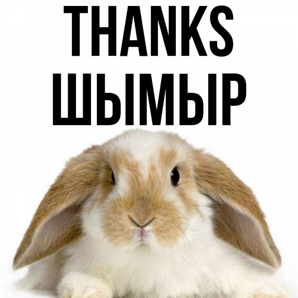 Greetings card с именем, ШЫМЫР Thanks коричнево белый заяц Greetings with text for free download 