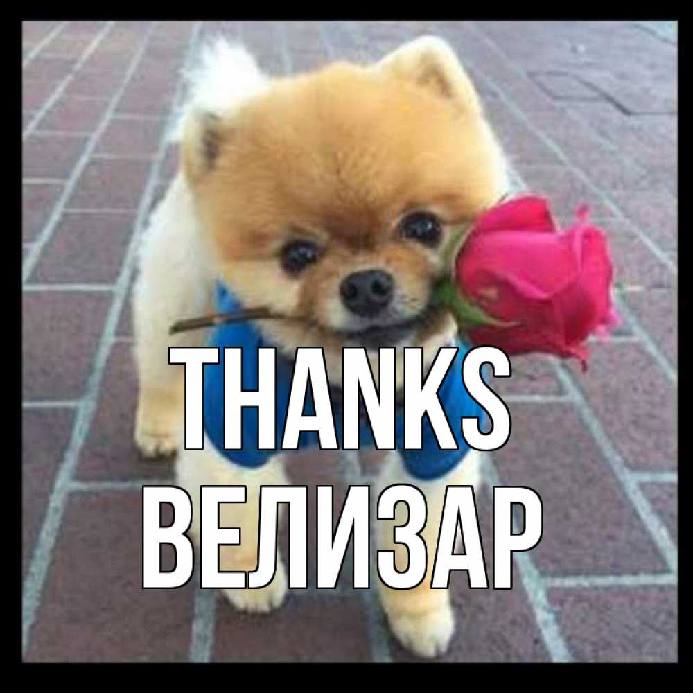 Greetings card с именем, Велизар Thanks спасибо и дарю тебе цветок Greetings with text for free download 