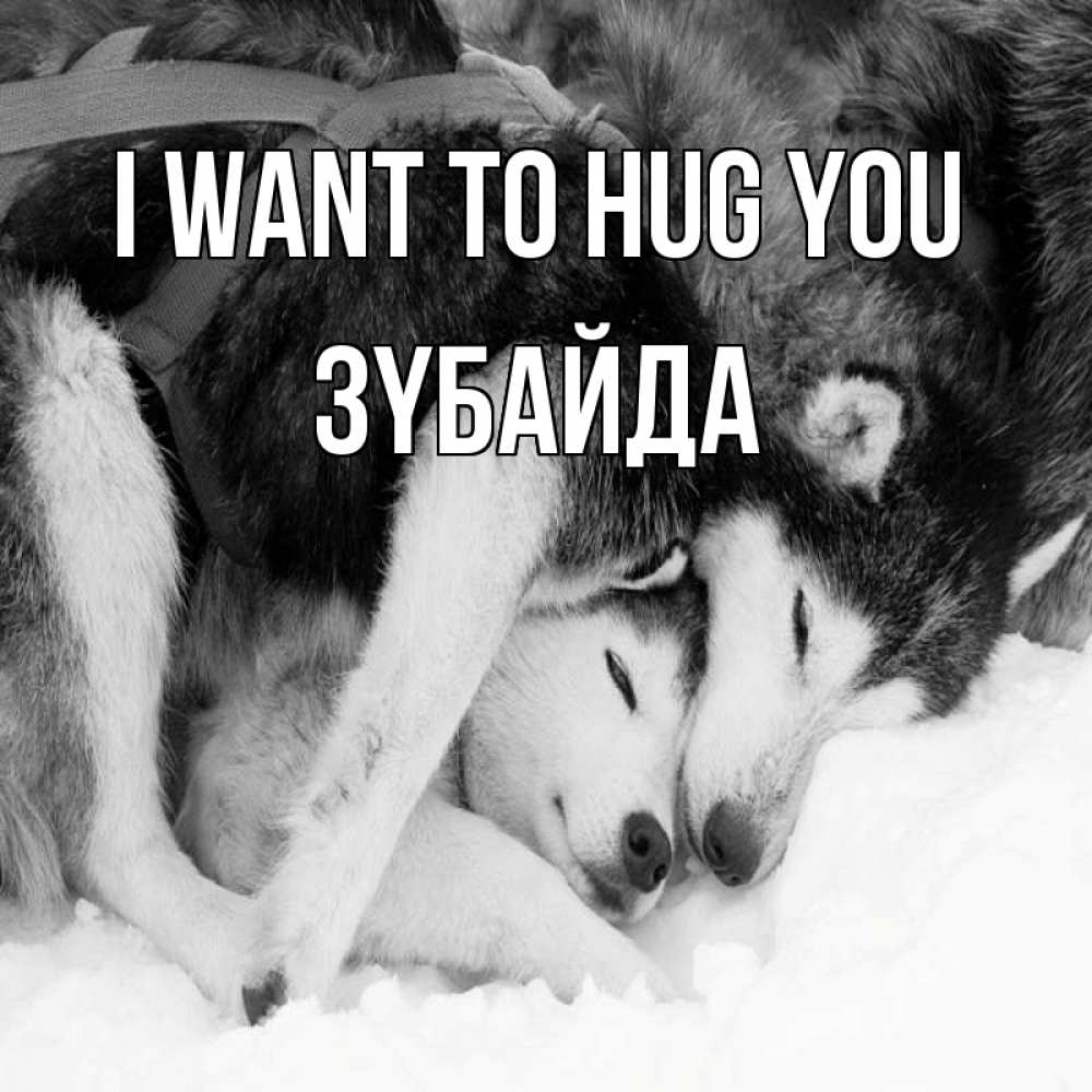 Greetings card с именем, ЗҮБАЙДА I want to hug you собачки в упряжке Greetings with text for free download 