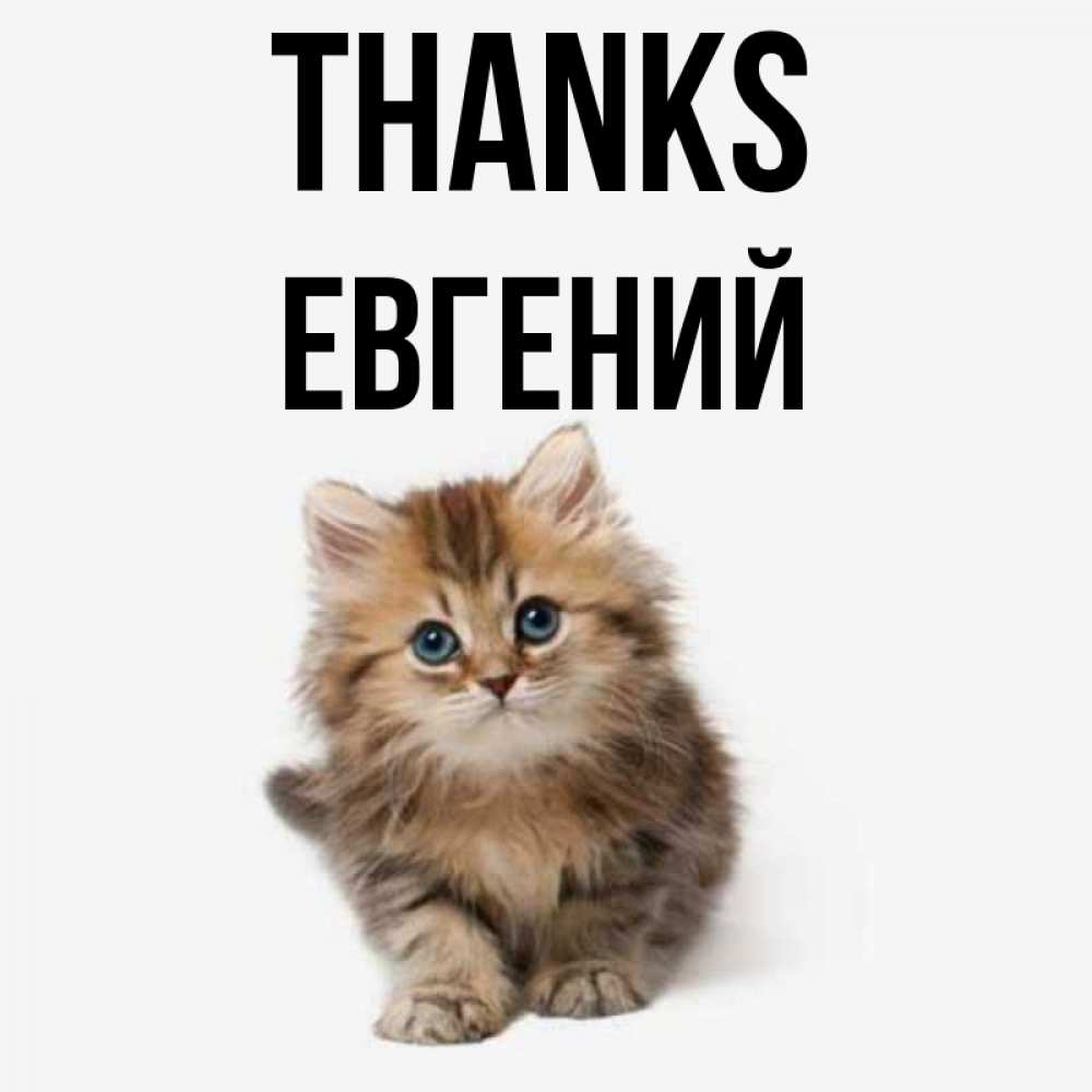 Greetings card с именем, Евгений Thanks пушистый котик Greetings with text for free download 