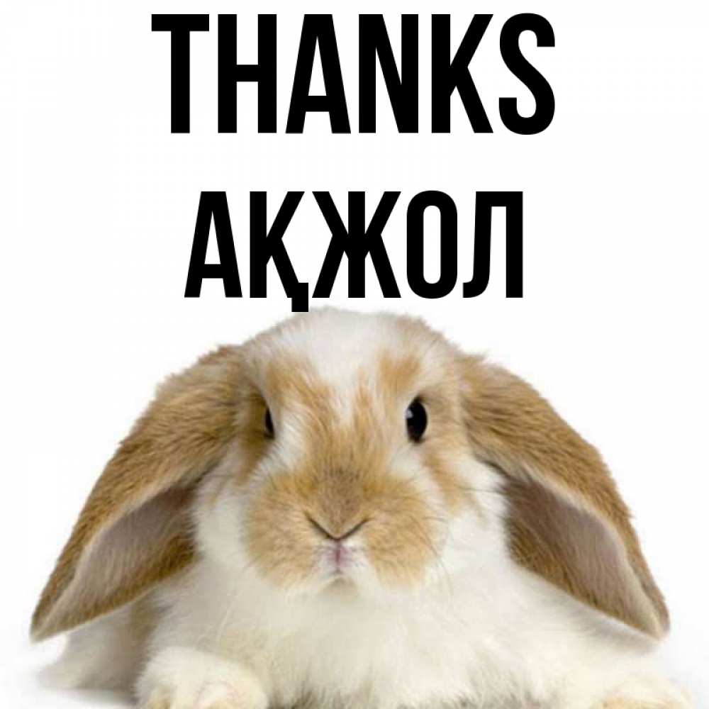 Greetings card с именем, Ақжол Thanks коричнево белый заяц Greetings with text for free download 