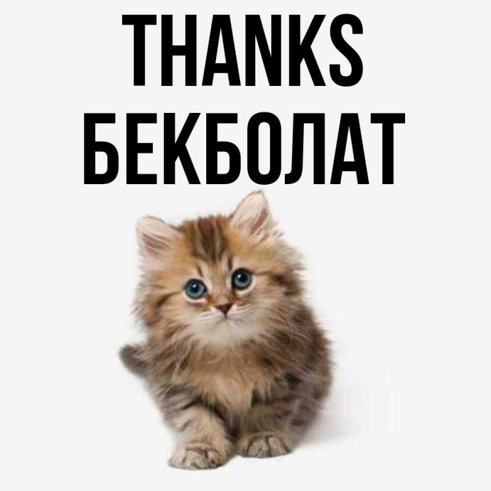 Greetings card с именем, Бекболат Thanks пушистый котик Greetings with text for free download 