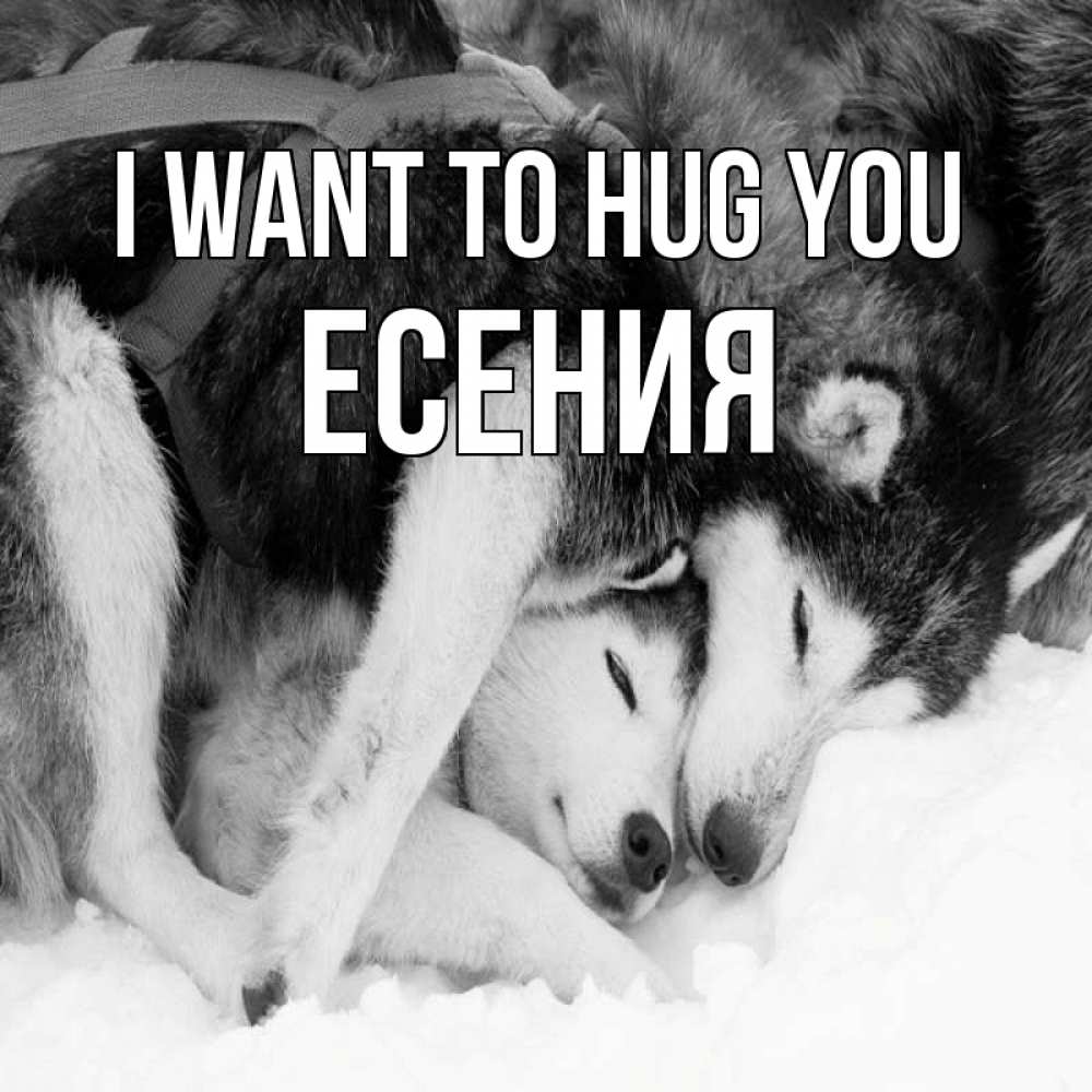 Greetings card с именем, Есения I want to hug you собачки в упряжке Greetings with text for free download 