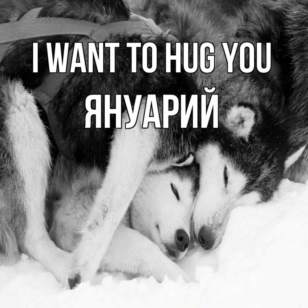 Greetings card с именем, Януарий I want to hug you собачки в упряжке Greetings with text for free download 