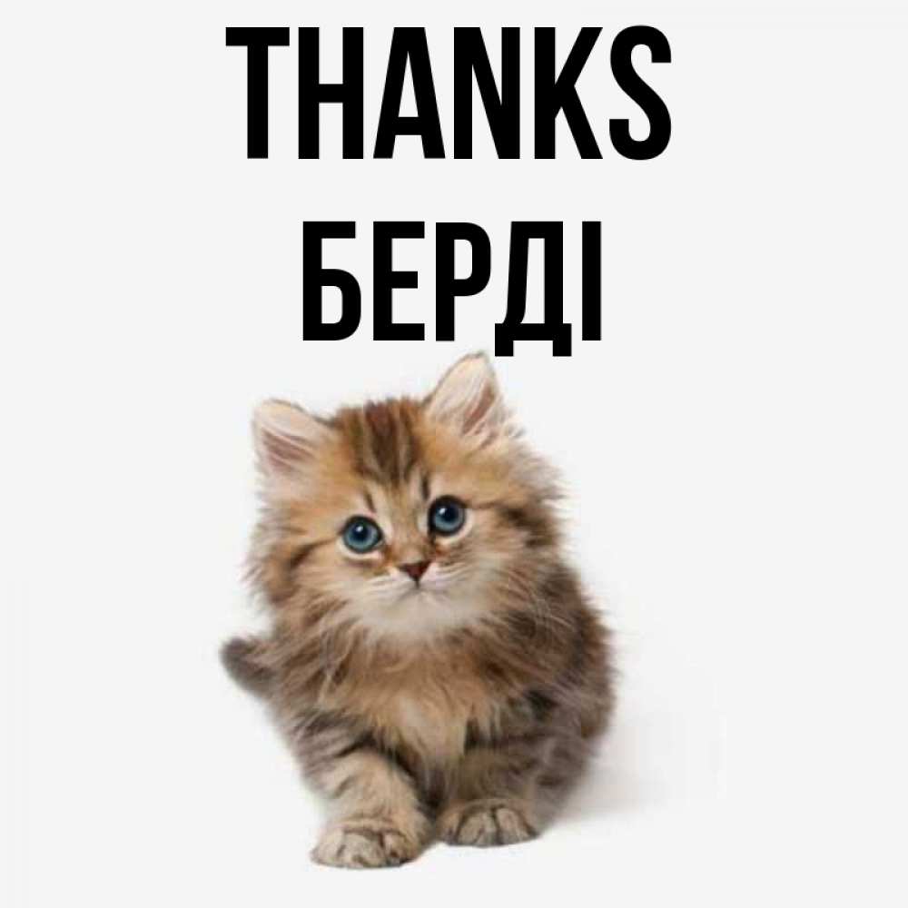 Greetings card с именем, Берді Thanks пушистый котик Greetings with text for free download 