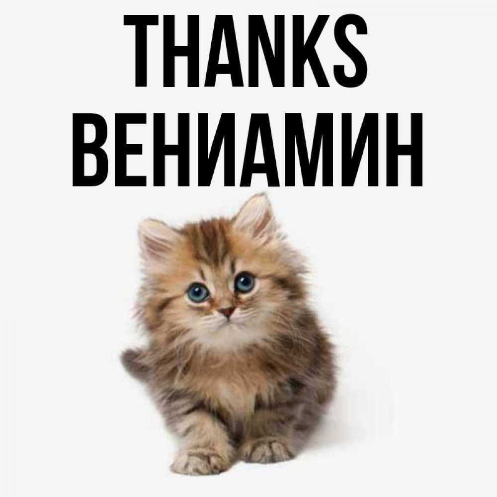 Greetings card с именем, Вениамин Thanks пушистый котик Greetings with text for free download 