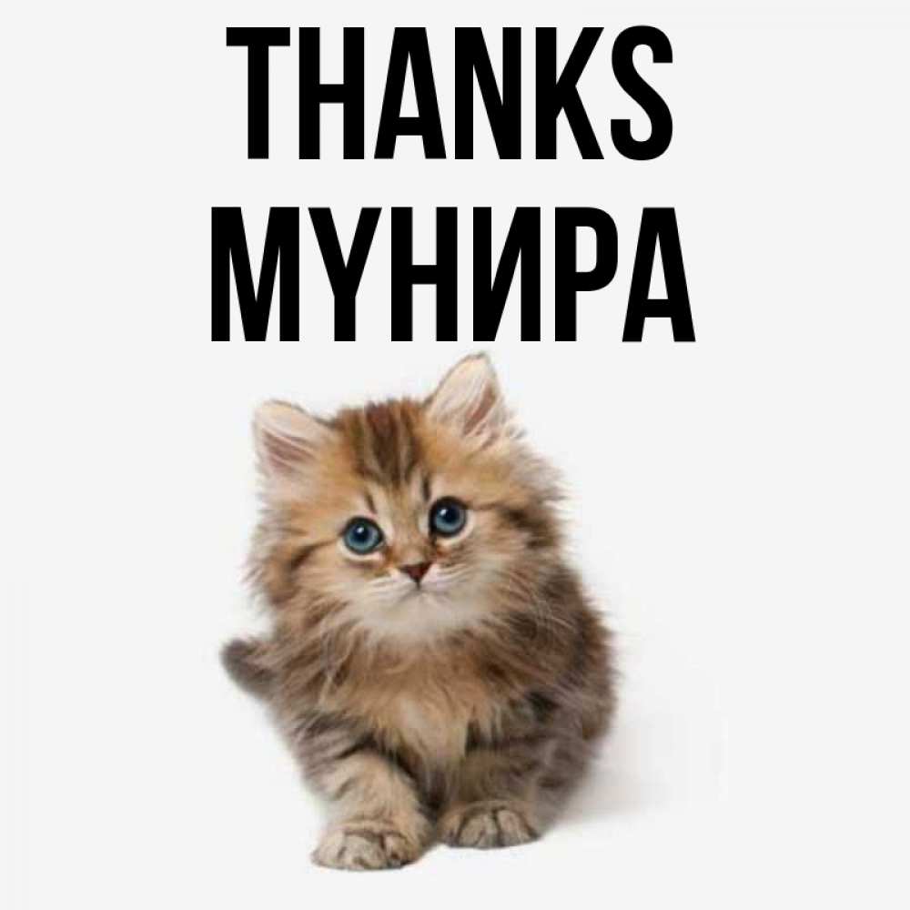 Greetings card с именем, МҮНИРА Thanks пушистый котик Greetings with text for free download 