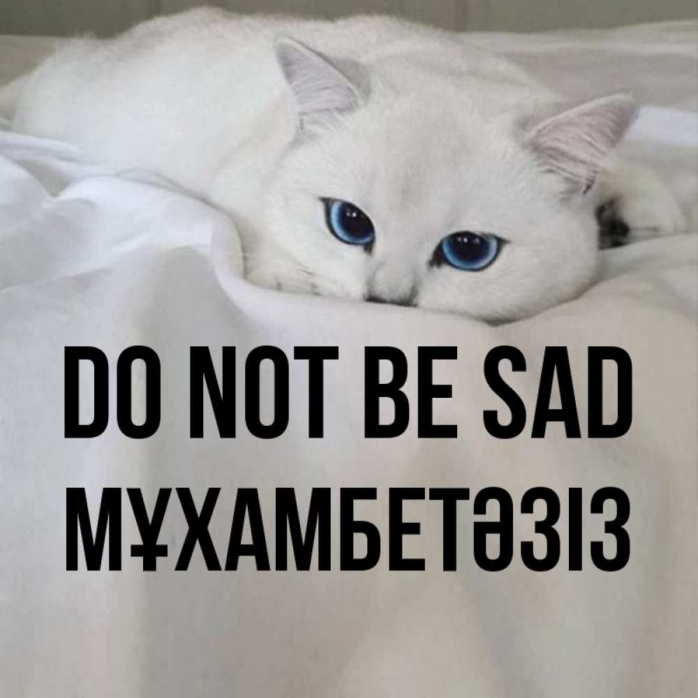 Greetings card с именем, МҰХАМБЕТӘЗІЗ Do not be sad Голубоглазая кошка Greetings with text for free download 