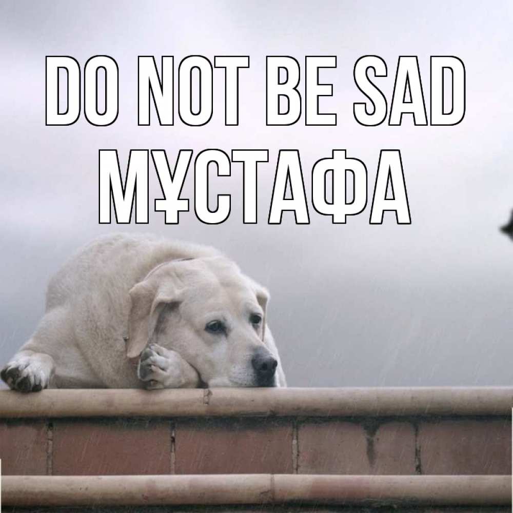 Greetings card с именем, МҰСТАФА Do not be sad белый пес 1 Greetings with text for free download 