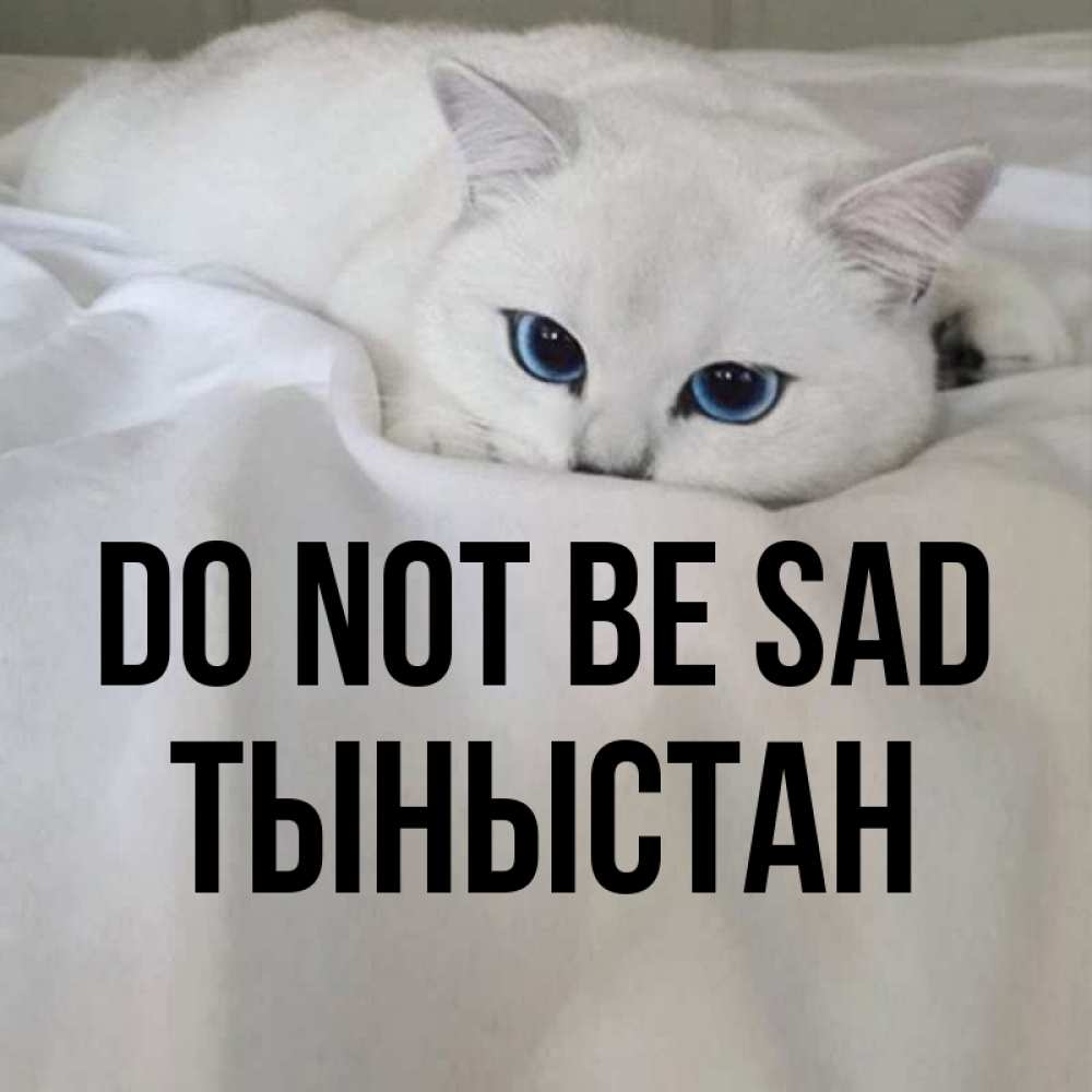 Greetings card с именем, ТЫНЫСТАН Do not be sad Голубоглазая кошка Greetings with text for free download 