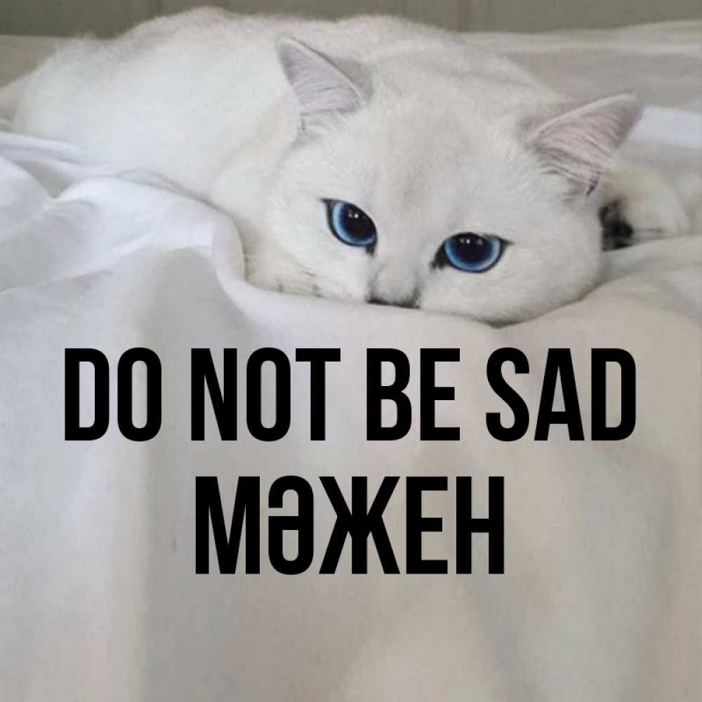 Greetings card с именем, МӘЖЕН Do not be sad Голубоглазая кошка Greetings with text for free download 