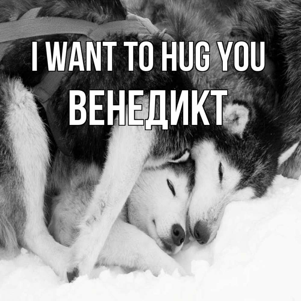 Greetings card с именем, Венедикт I want to hug you собачки в упряжке Greetings with text for free download 