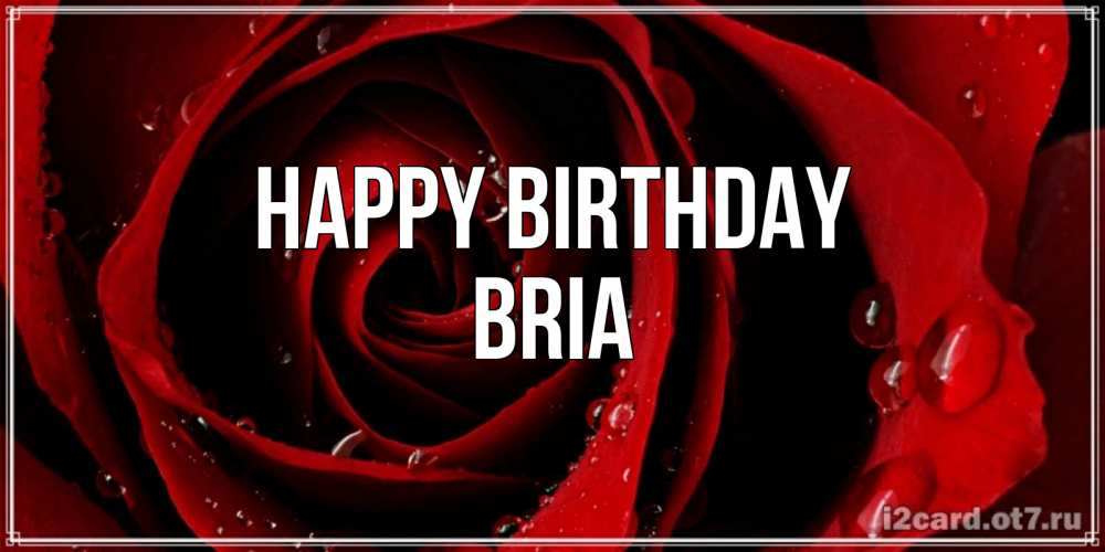 Greetings card с именем, Bria Happy Birthday крупная бордовая роза Greetings with text for free download 