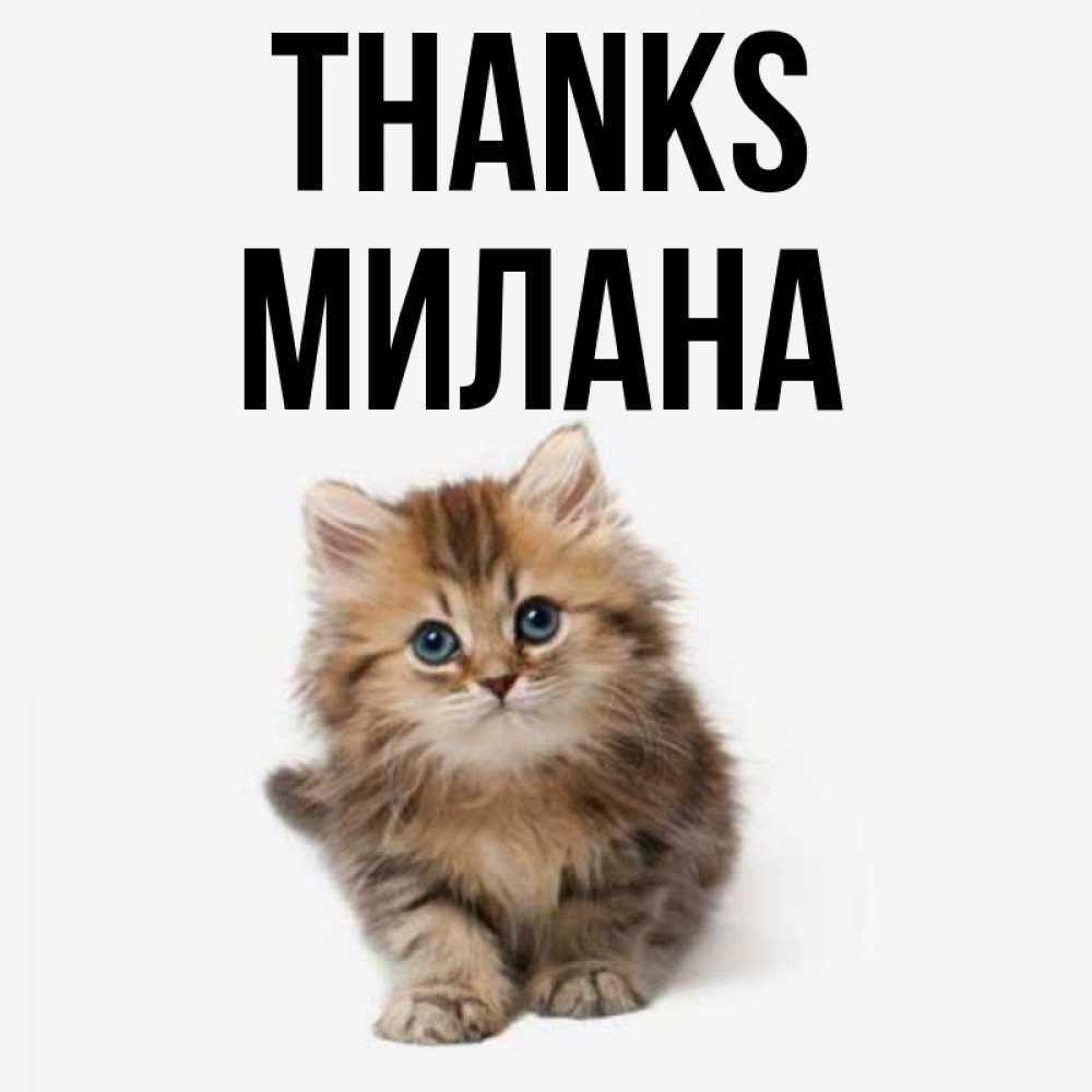 Greetings card с именем, Милана Thanks пушистый котик Greetings with text for free download 