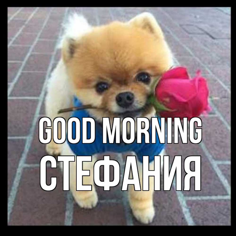 Greetings card с именем, Стефания Good morning роза в зубах Greetings with text for free download 