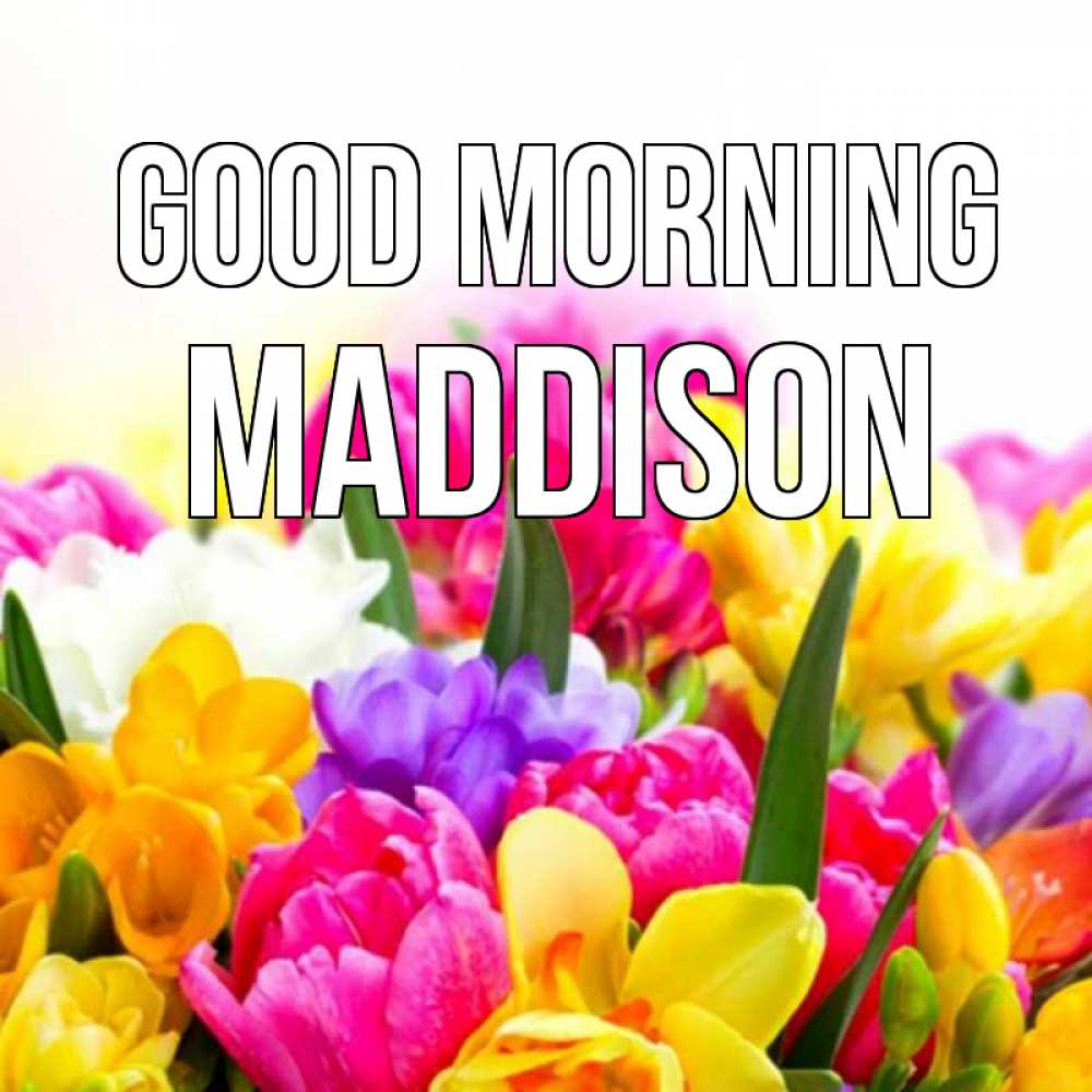 Greetings card с именем, Maddison Good morning создать открытку со свое подписью Greetings with text for free download 