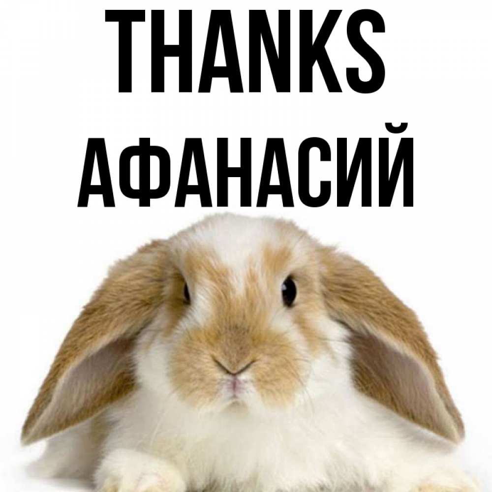 Greetings card с именем, Афанасий Thanks коричнево белый заяц Greetings with text for free download 
