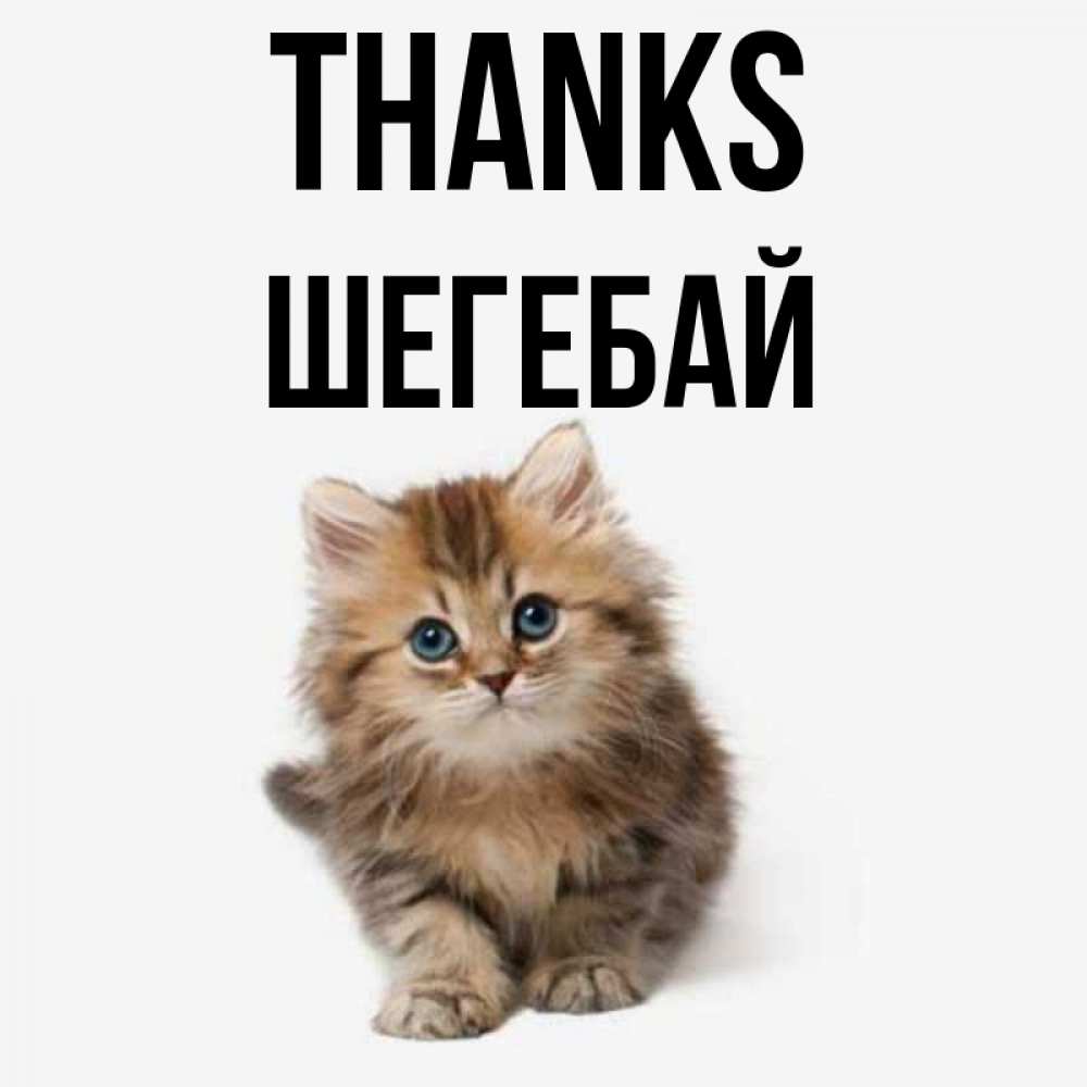 Greetings card с именем, ШЕГЕБАЙ Thanks пушистый котик Greetings with text for free download 