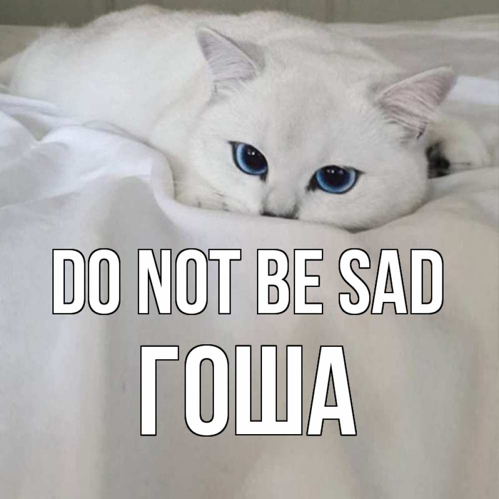 Greetings card с именем, Гоша Do not be sad белый кот с голубыми глазами на белоснежной кровати Greetings with text for free download 