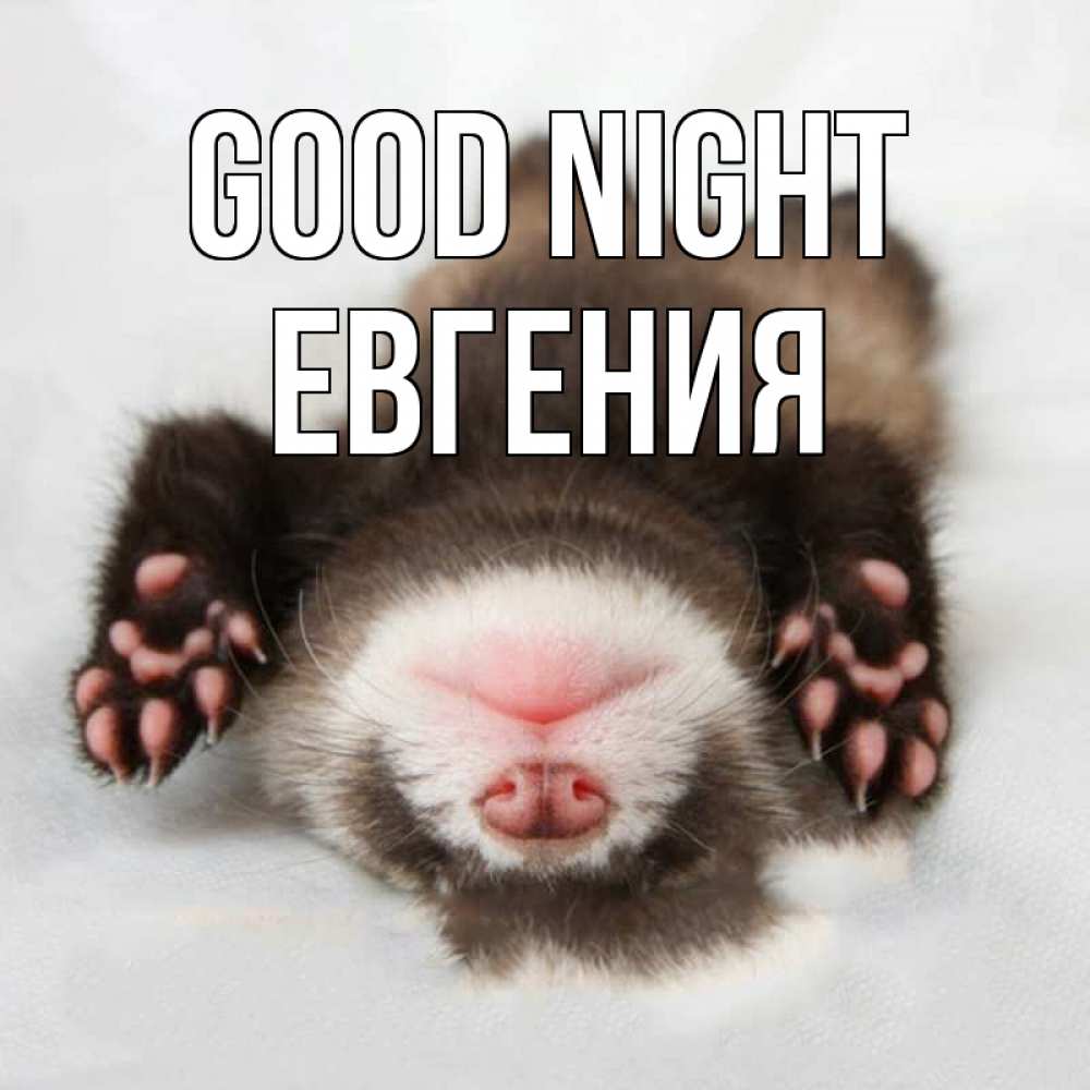 Greetings card с именем, Евгения Good night зверек Greetings with text for free download 