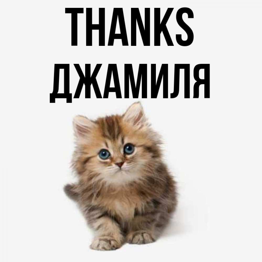 Greetings card с именем, Джамиля Thanks пушистый котик Greetings with text for free download 