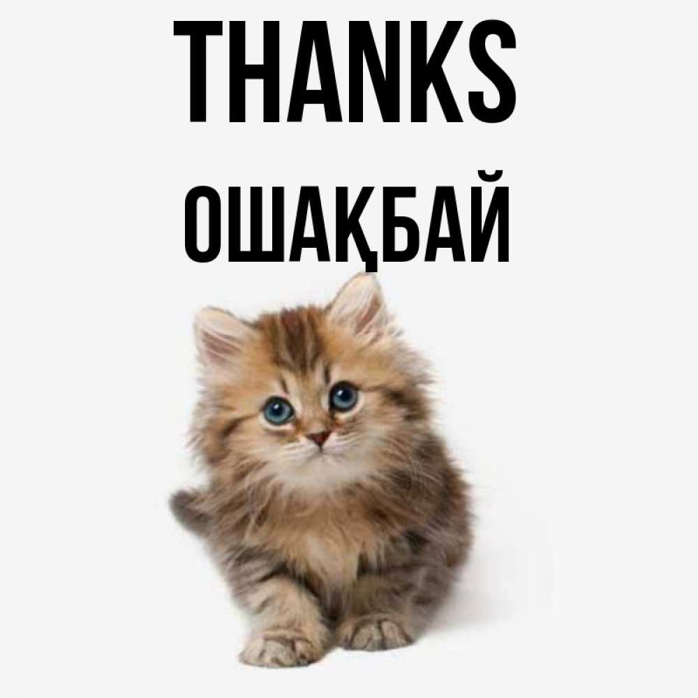 Greetings card с именем, ОШАҚБАЙ Thanks пушистый котик Greetings with text for free download 