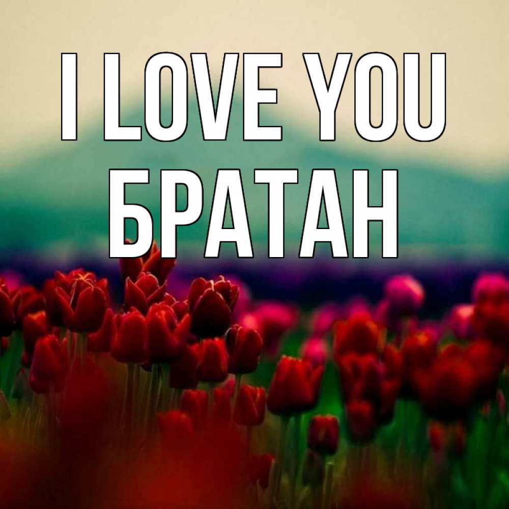 Greetings card с именем, Братан I love you тюльпаны 4 Greetings with text for free download 