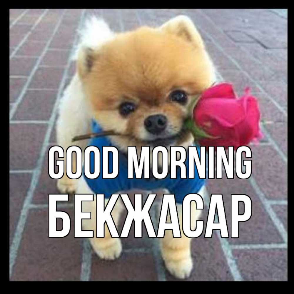Greetings card с именем, Бекжасар Good morning роза в зубах Greetings with text for free download 