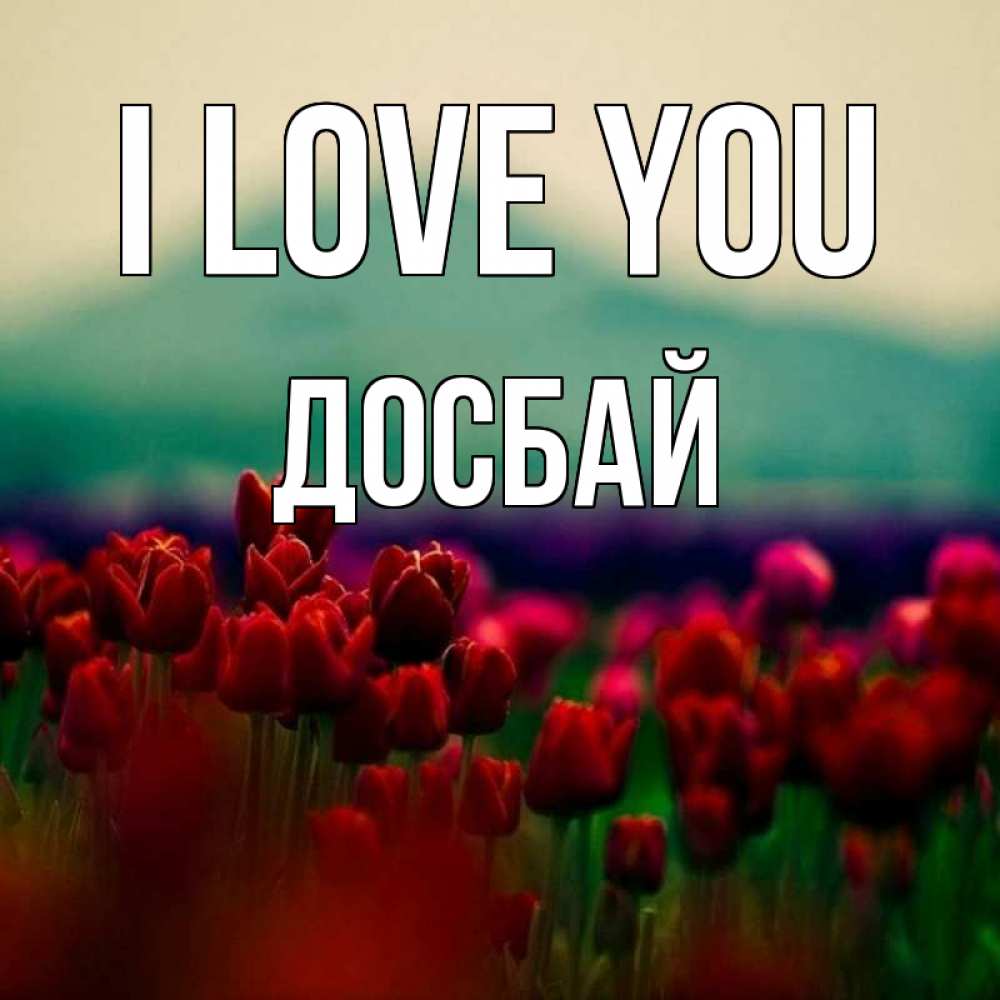 Greetings card с именем, Досбай I love you тюльпаны 4 Greetings with text for free download 