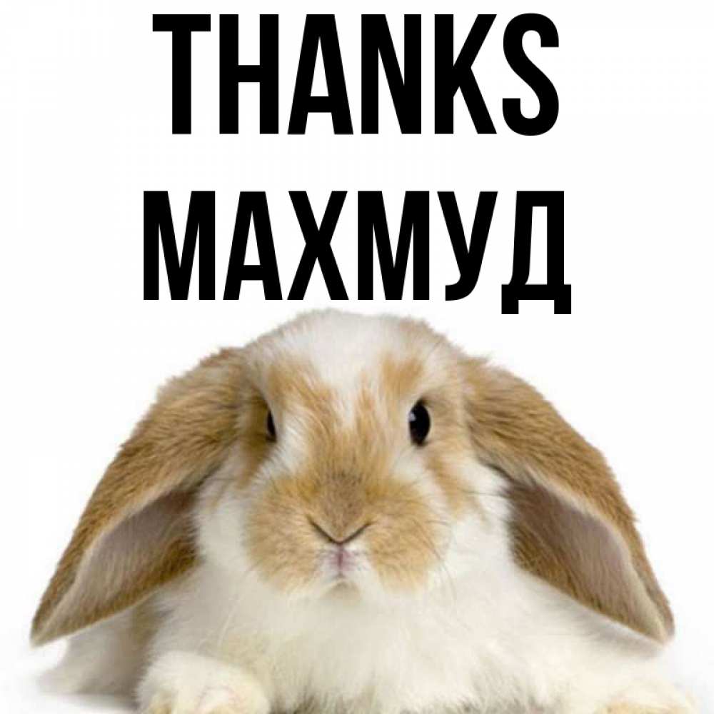 Greetings card с именем, Махмуд Thanks коричнево белый заяц Greetings with text for free download 