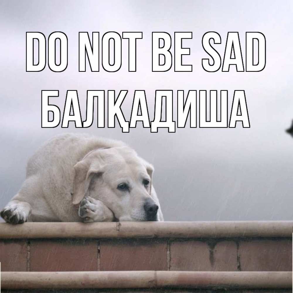 Greetings card с именем, БАЛҚАДИША Do not be sad белый пес 1 Greetings with text for free download 