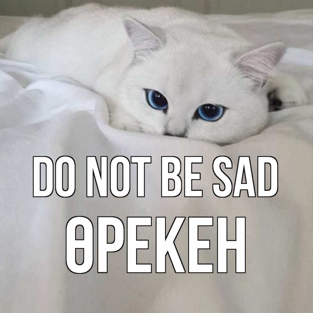Greetings card с именем, ӨРЕКЕН Do not be sad белый кот с голубыми глазами на белоснежной кровати Greetings with text for free download 