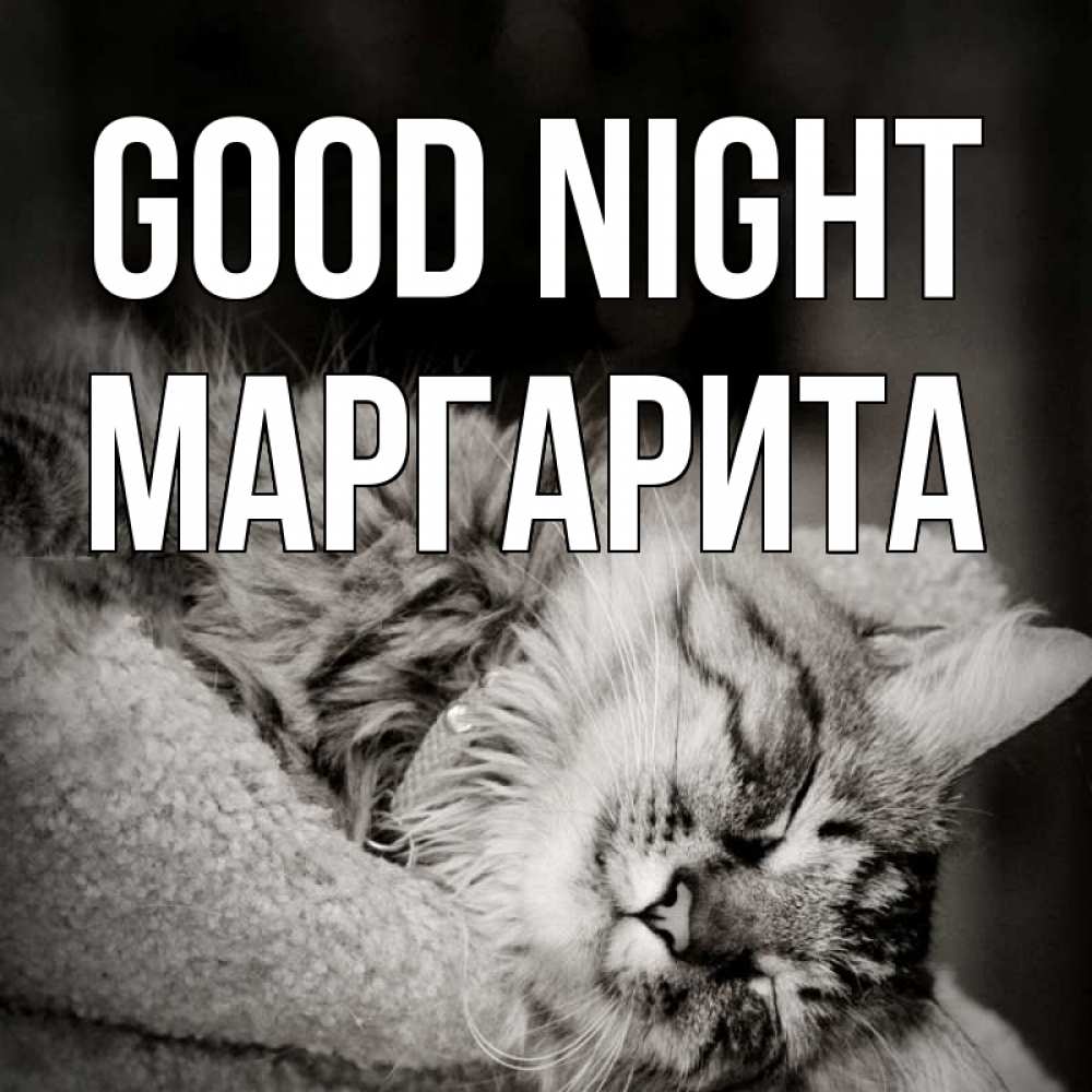 Greetings card с именем, Маргарита Good night котярик пушистый Greetings with text for free download 